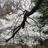 2010 Apr Velikden 042